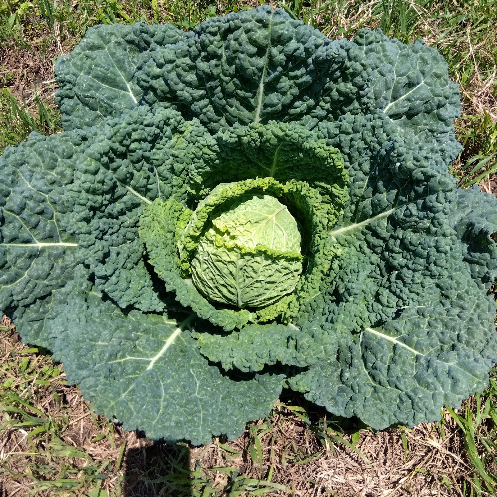 アムリン・宮寺のはたけ サボイキャベツ ｜ 野菜/キャベツ 産直アウル