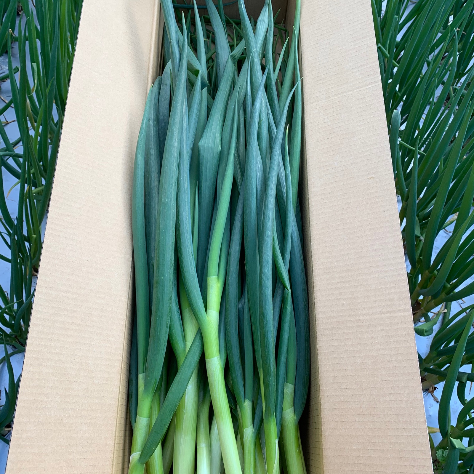 淡路島で栽培した青ネギ3kg ｜ 野菜/ねぎ 産直アウル 農家・漁師など