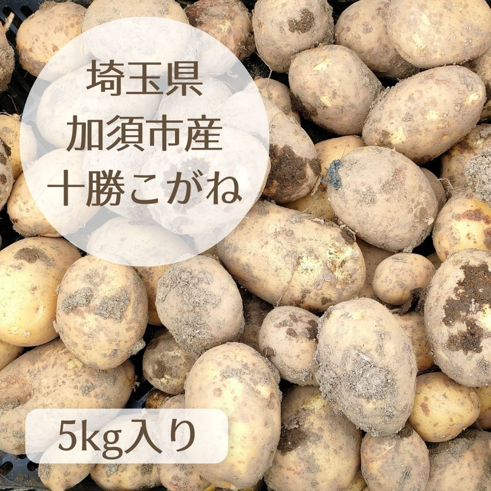 残りわずか】十勝こがね 5kg 5キロ 新じゃが 埼玉県加須市産 遠藤農園
