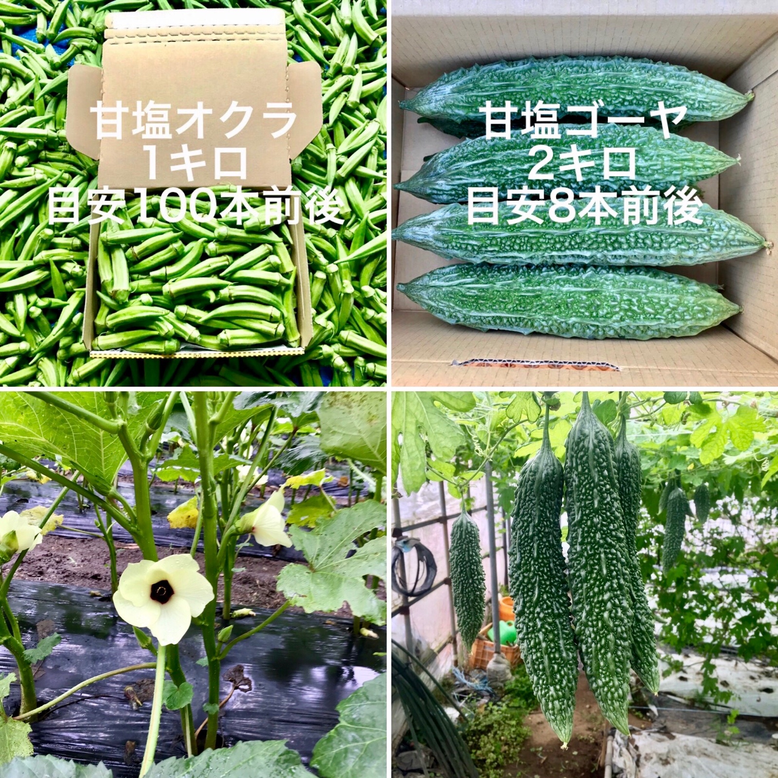 鹿児島産】甘塩ゴーヤ2キロ・甘塩オクラ1キロ^_^ ｜ 野菜/野菜セット