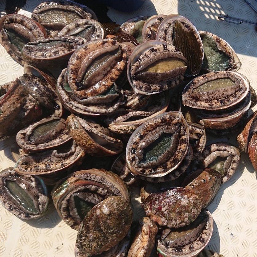 徳島県産！黒アワビ！1キロ！ ｜ 魚介類/アワビ 産直アウル 農家・漁師