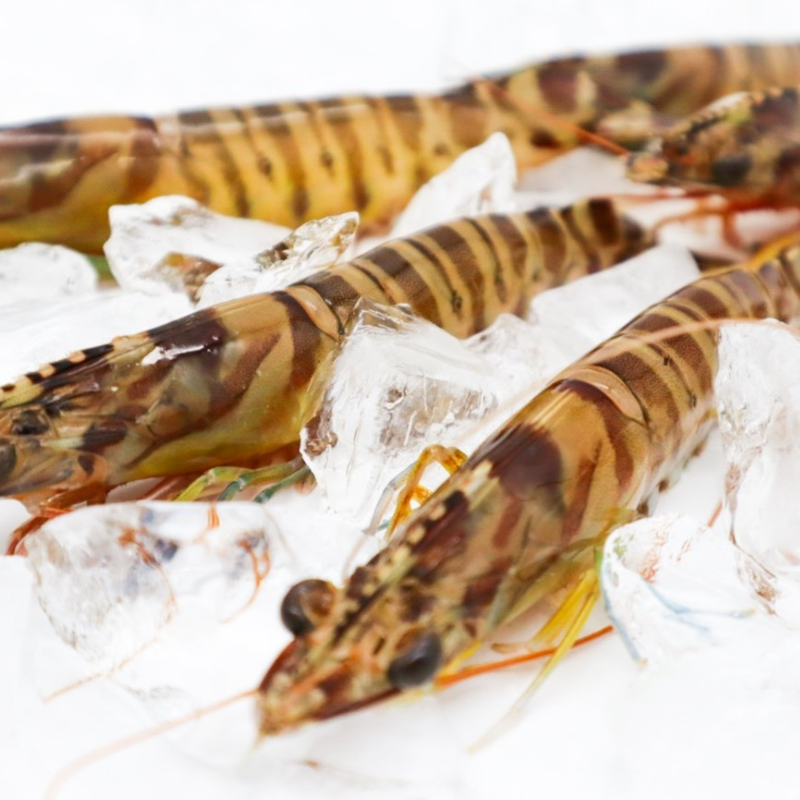 りエピ様確認用 メニューによって使い分ける！クルマエビとそのおいしい仲間たち