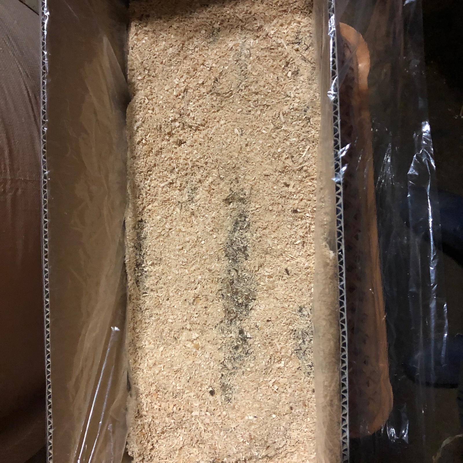 北海道真狩産 いんなみ農園の土付き長芋 10kg ｜ 野菜/長いも・山いも