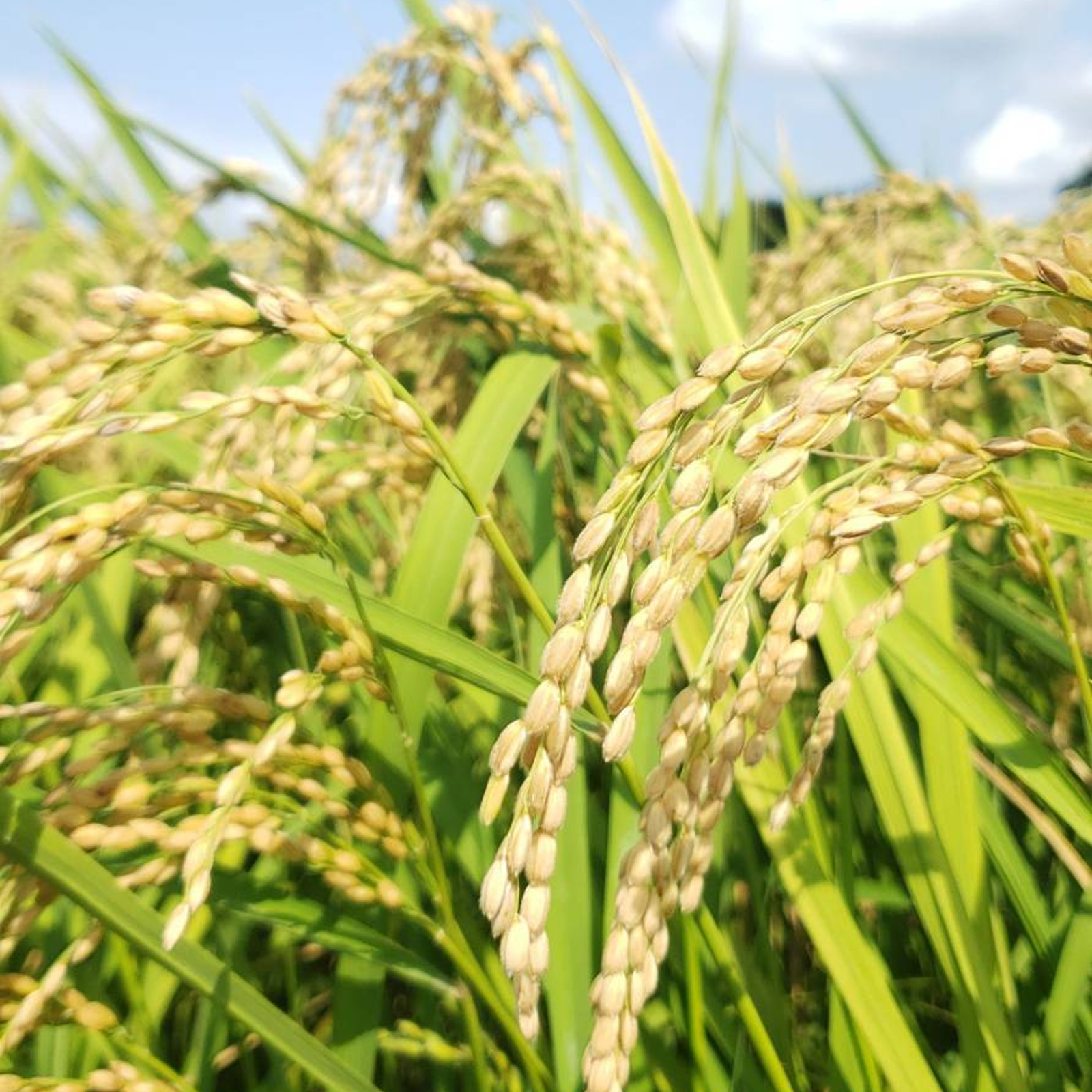 特別栽培米］和歌山県産きぬむすめ20kg