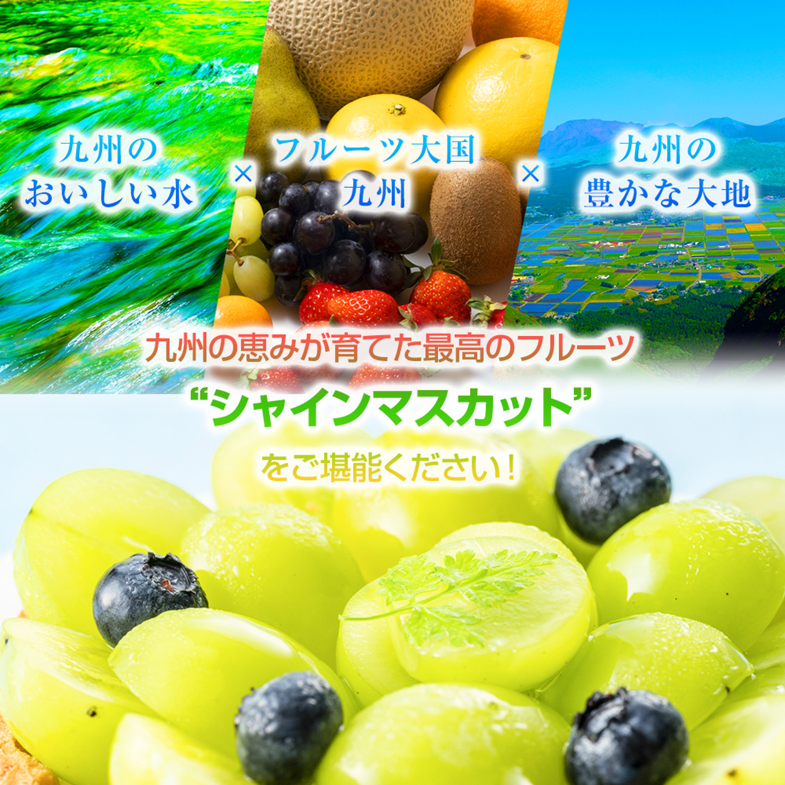 予約販売】シャインマスカット 秀品 高級 ( 3房から5房 約2kg ) 【001