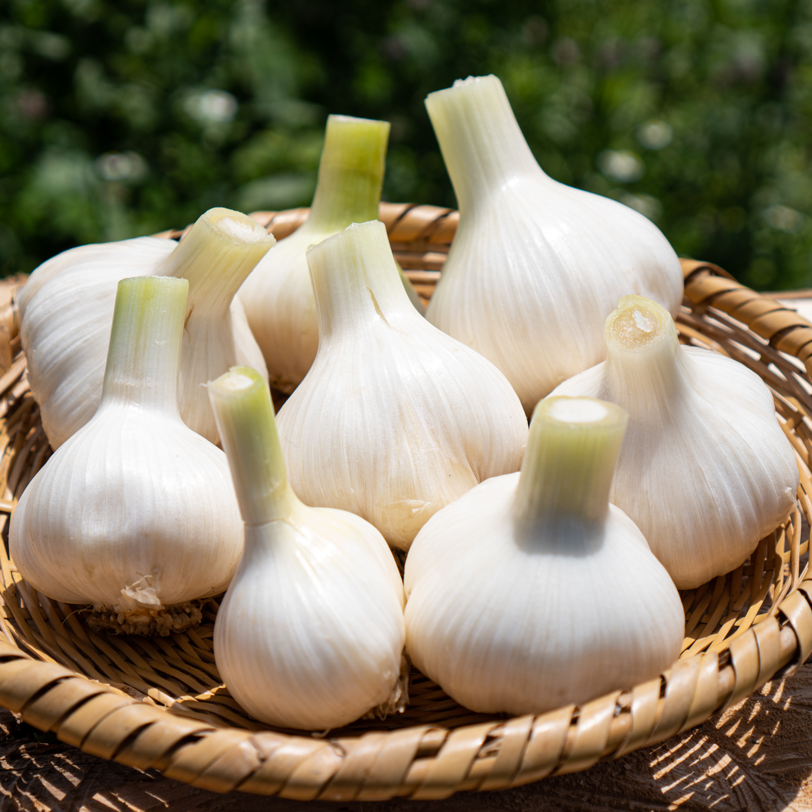 無農薬・無化学肥料で育てたニンニク（500g） | 野菜/にんにく 産直