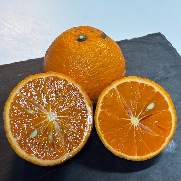 なつミカンです。 家庭用】春に楽しむ、さっぱりジューシーなみかん、南津海なつみ2kg