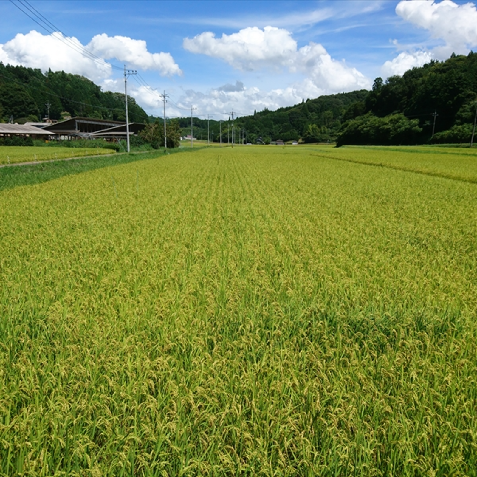 ドラ　　送料無料　令和７年　20kg　つきあかり　冷蔵保存　新米　玄米