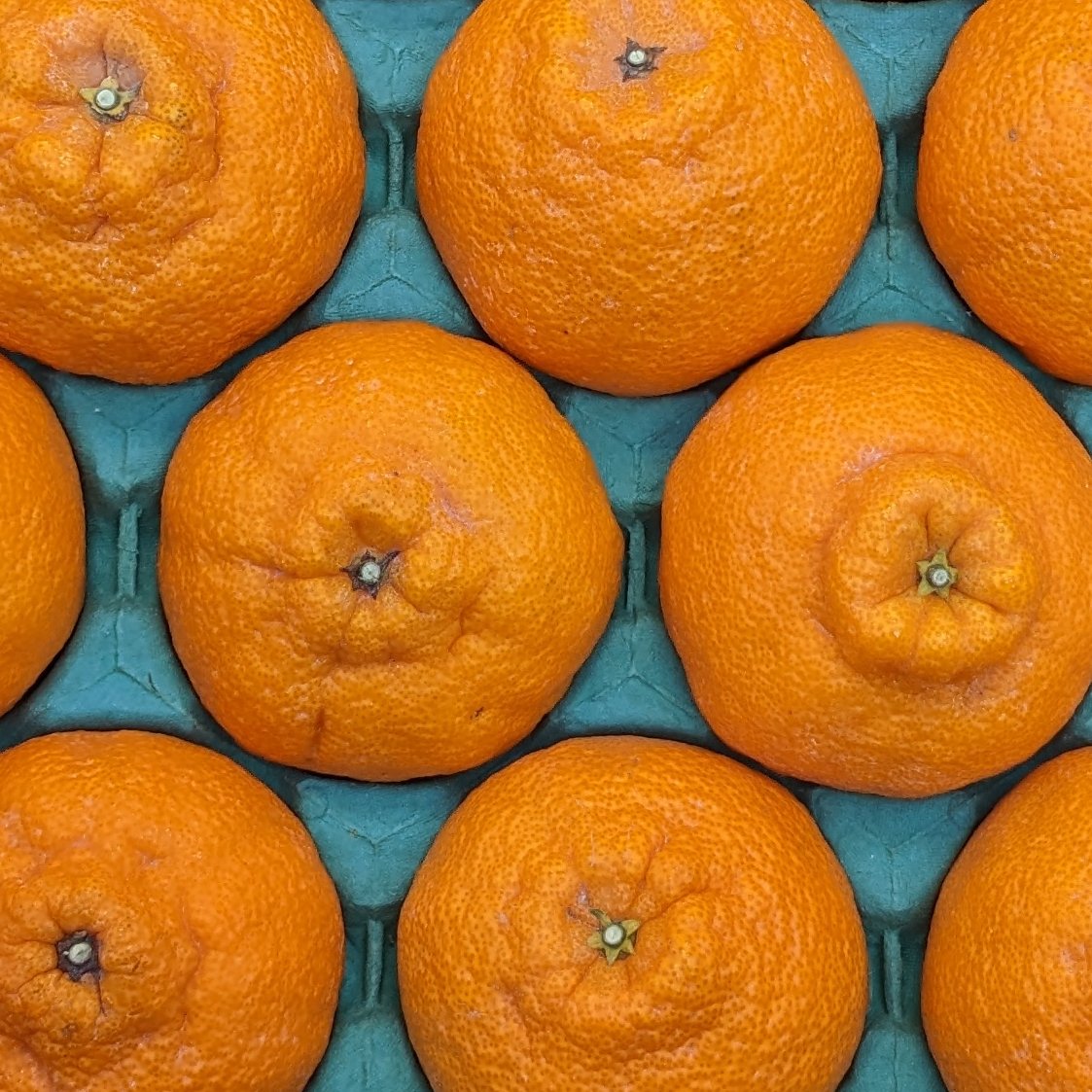 家庭用 不知火 5キロ箱 （15玉から22玉入）デコポンと同じ品質 みかん