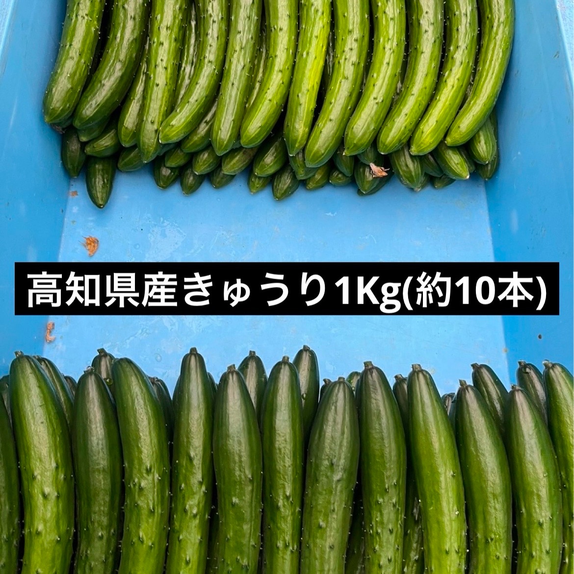 高知県産きゅうり1Kg約10本入 | 野菜/きゅうり 産直アウル 農家
