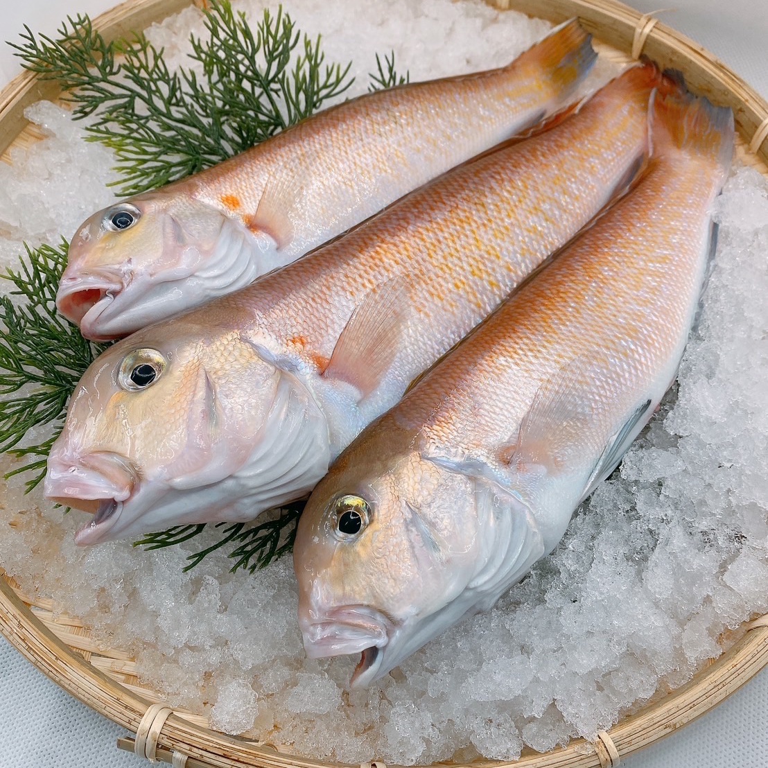 超高級魚】白甘鯛の一夜干し*3 | 魚介類/魚介の加工品 産直アウル 農家