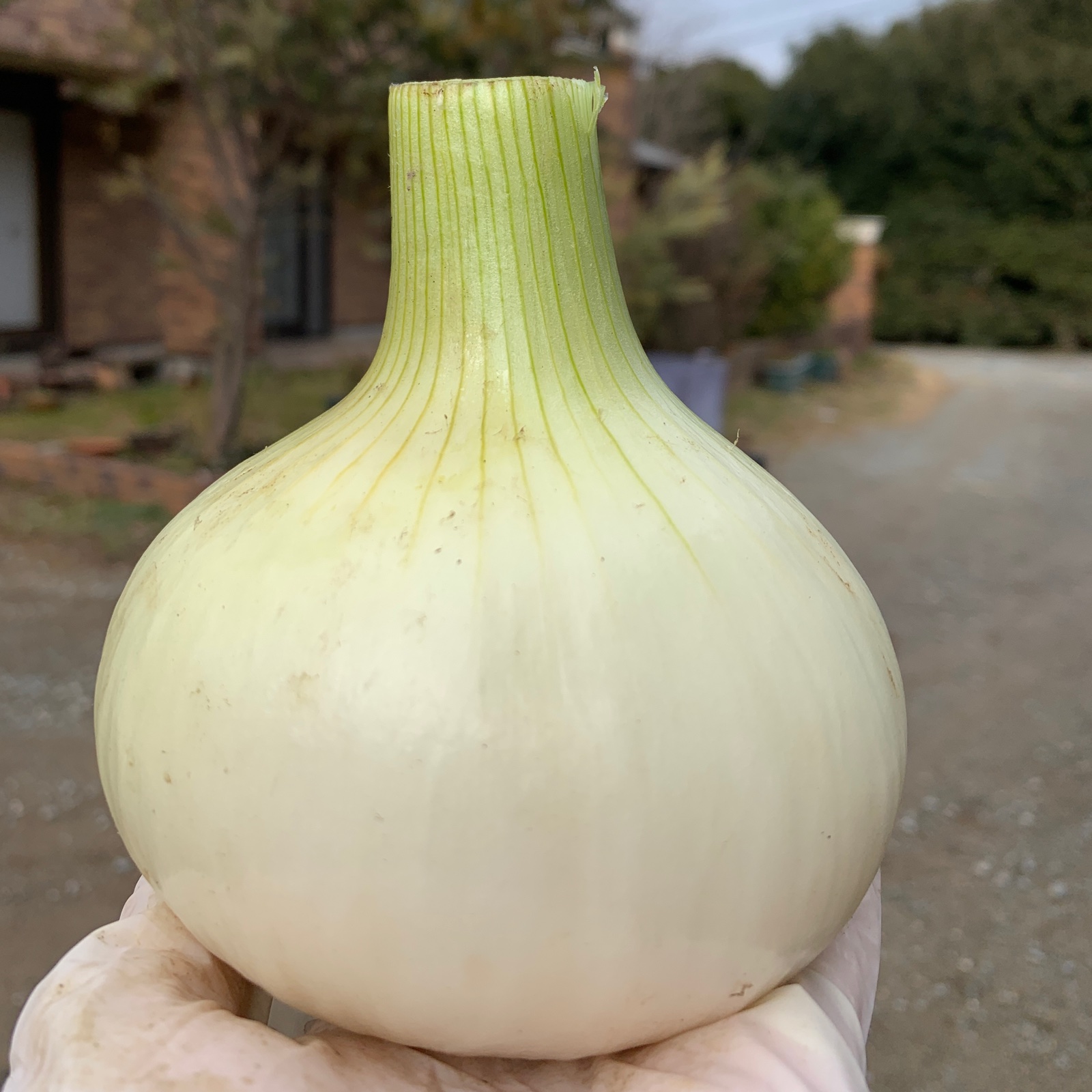 お得なワケあり‼️淡路島産玉ねぎ 10キロ | 野菜/玉ねぎ 産直アウル