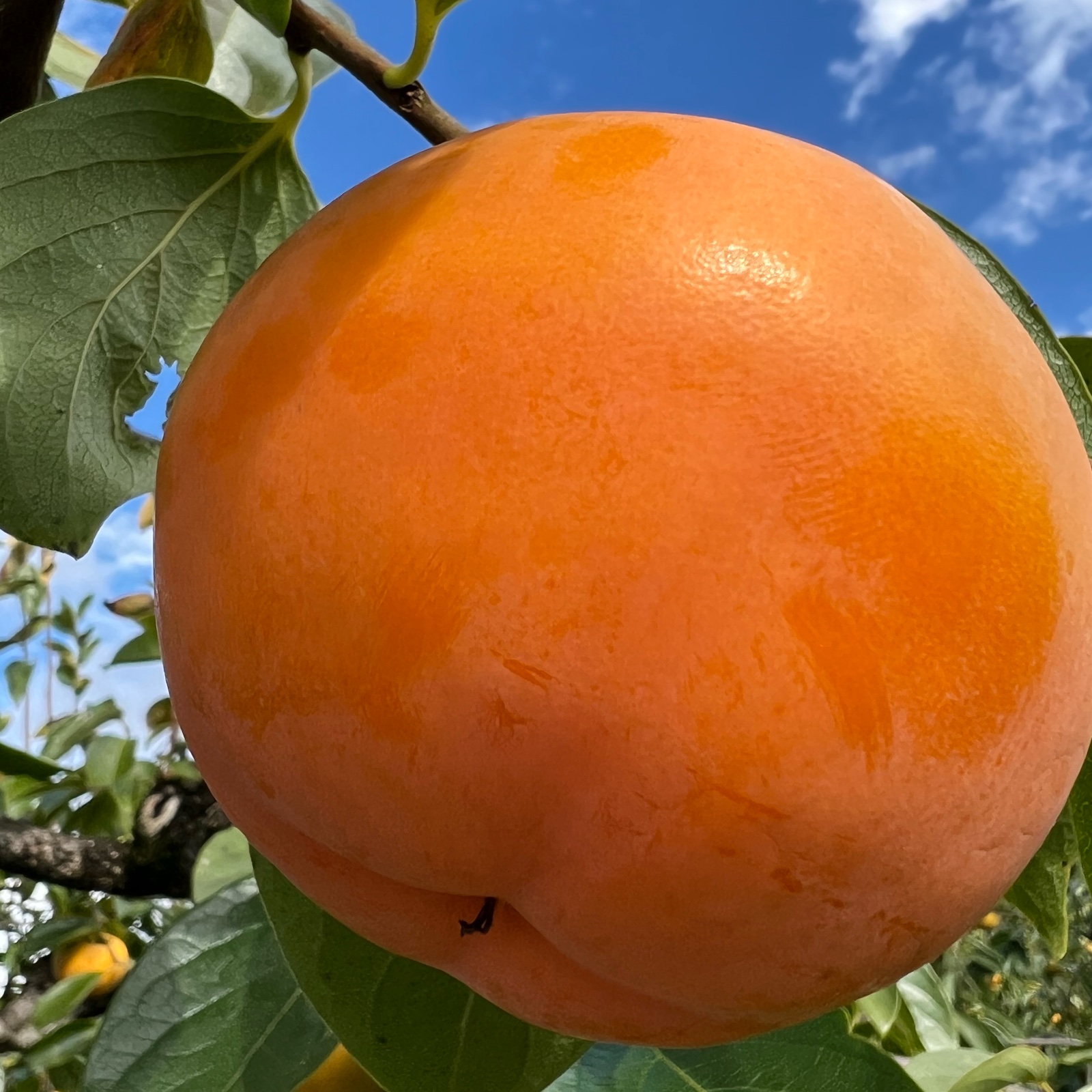 果樹園 壱心（福島県・会津若松市）｜生産者詳細｜産直アウル