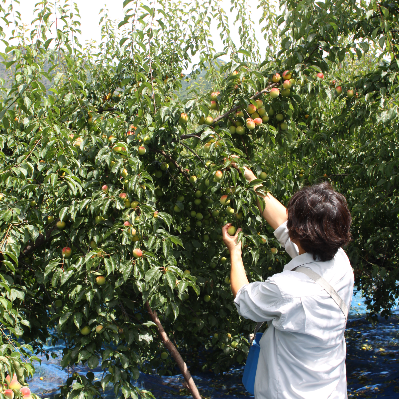 紀州みなべの南高梅「青梅」（大粒3L・4L）約20kg[限定数] ｜ 果物 