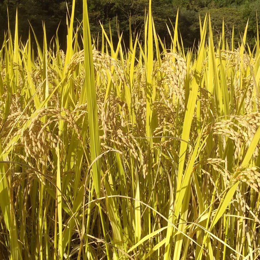 1等米・令和6年 青森県産「まっしぐら」 | 米・穀物/米/精米 産直