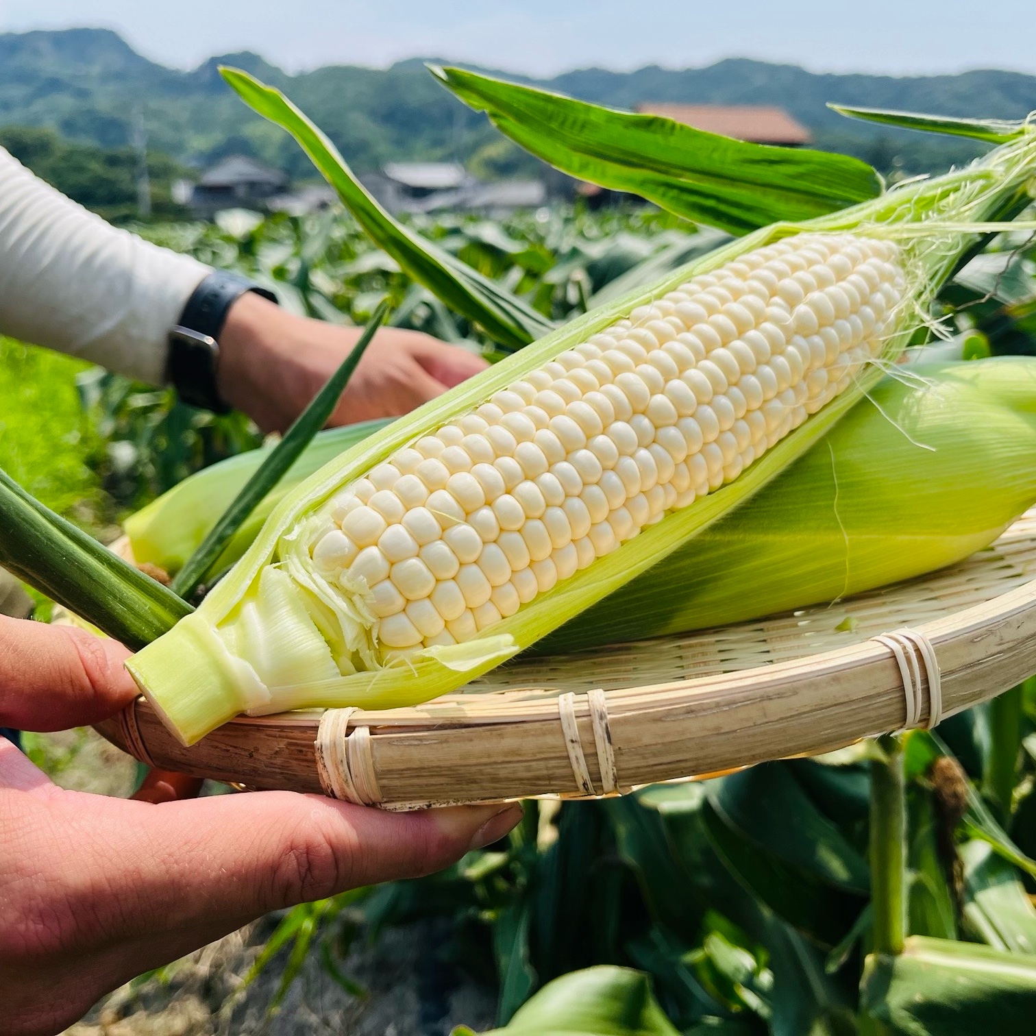 ピュアホワイトsp25本入り ｜ 野菜/とうもろこし 産直アウル 農家