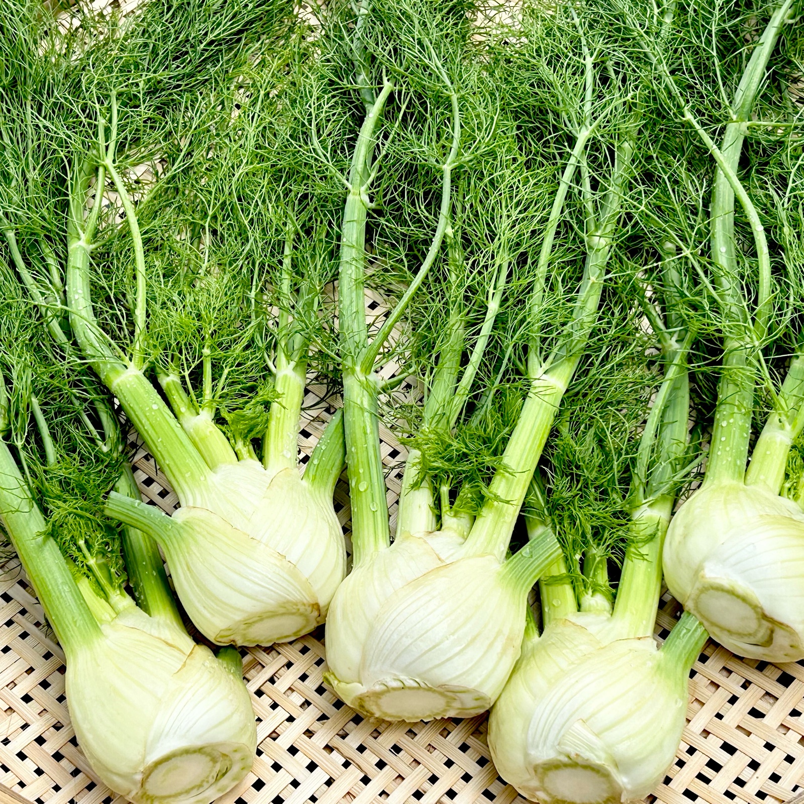 Sサイズ [信州産] 爽やかフェンネル ｜ 野菜/ハーブ 産直アウル 農家