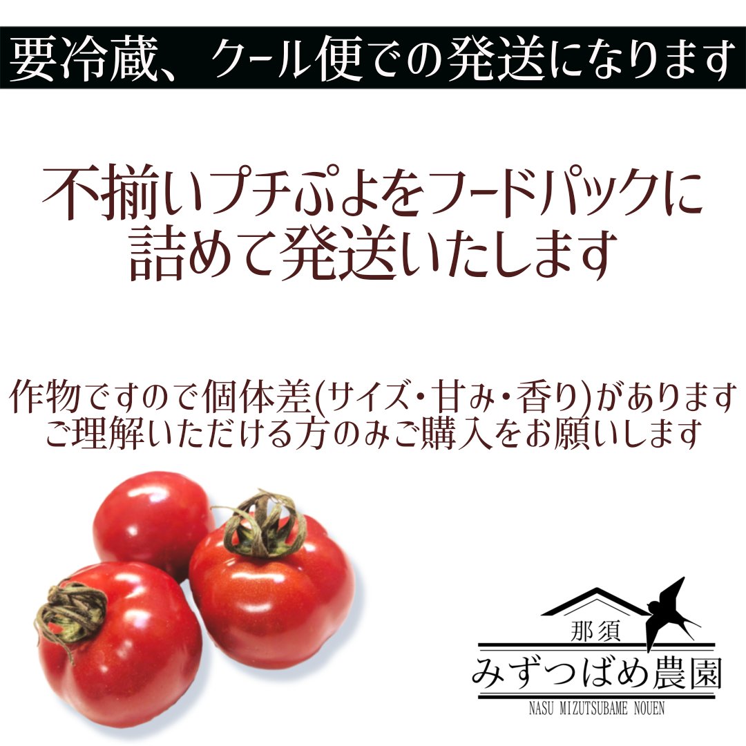 プチぷよトマト不揃い1500g 栃木県産 不揃いフルーツトマト『プチぷよ』 ｜ 野菜/トマト 産直