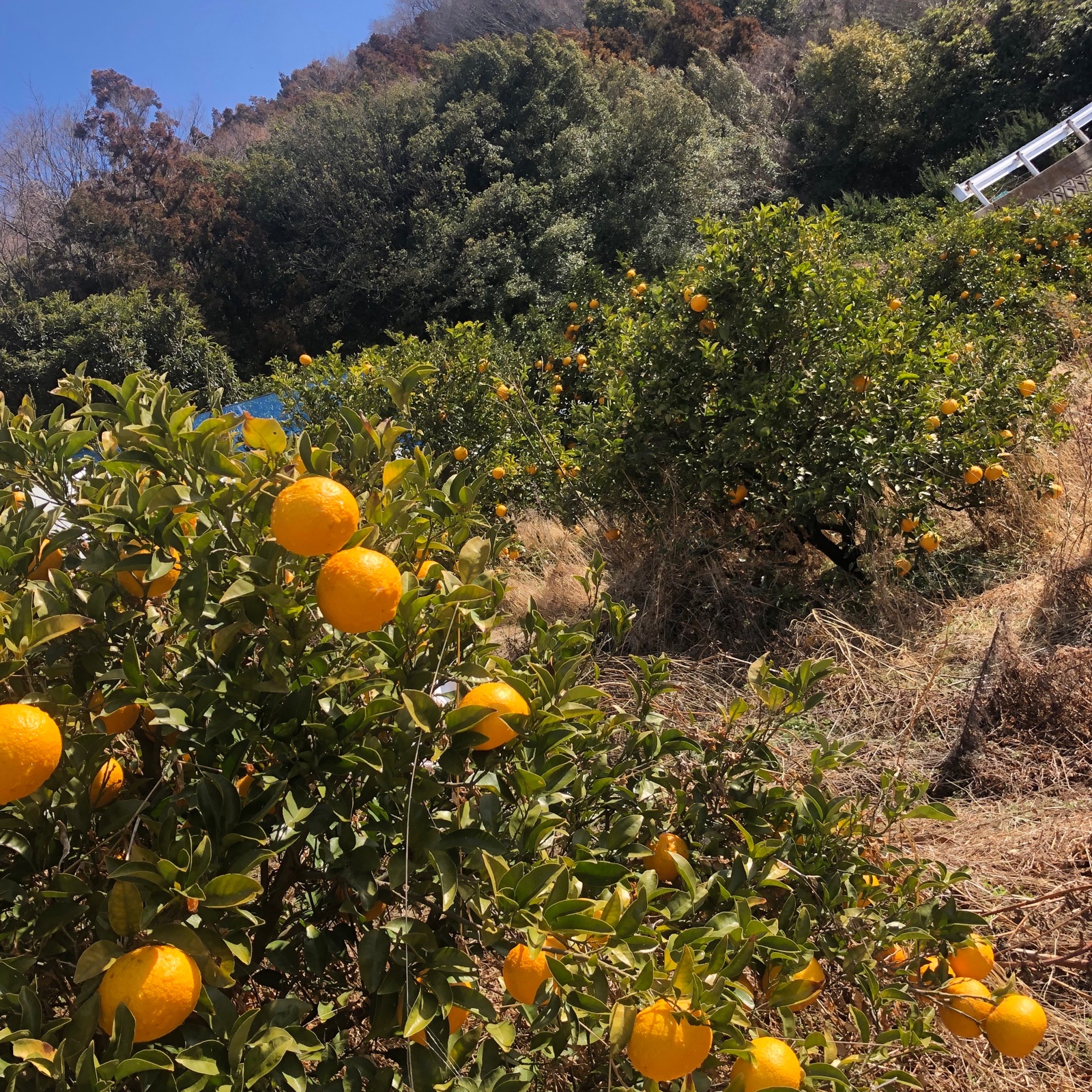 今が旬甘夏みかん【期間中農薬不使用】 | 果物/オレンジ・その他みかん