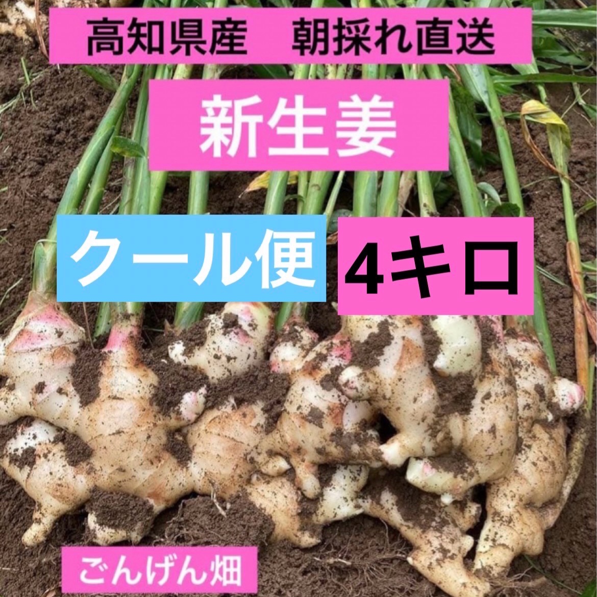 高知県産 朝採れ直送新生姜 4キロクール便 ｜ 野菜/薬味 産直アウル