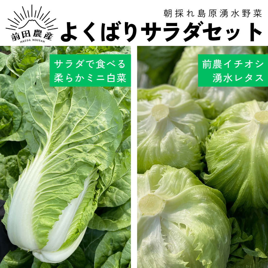 【白菜レタス】23ソルティガ6000-H
