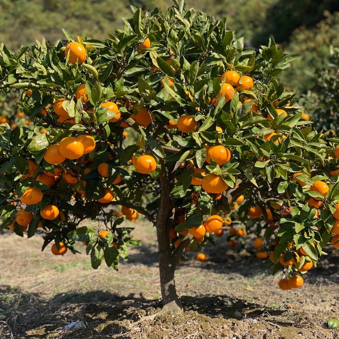 北海道沖縄宛専用❗️大好評ひとくちみかん🍊5kg／11月中旬〜発送 送料