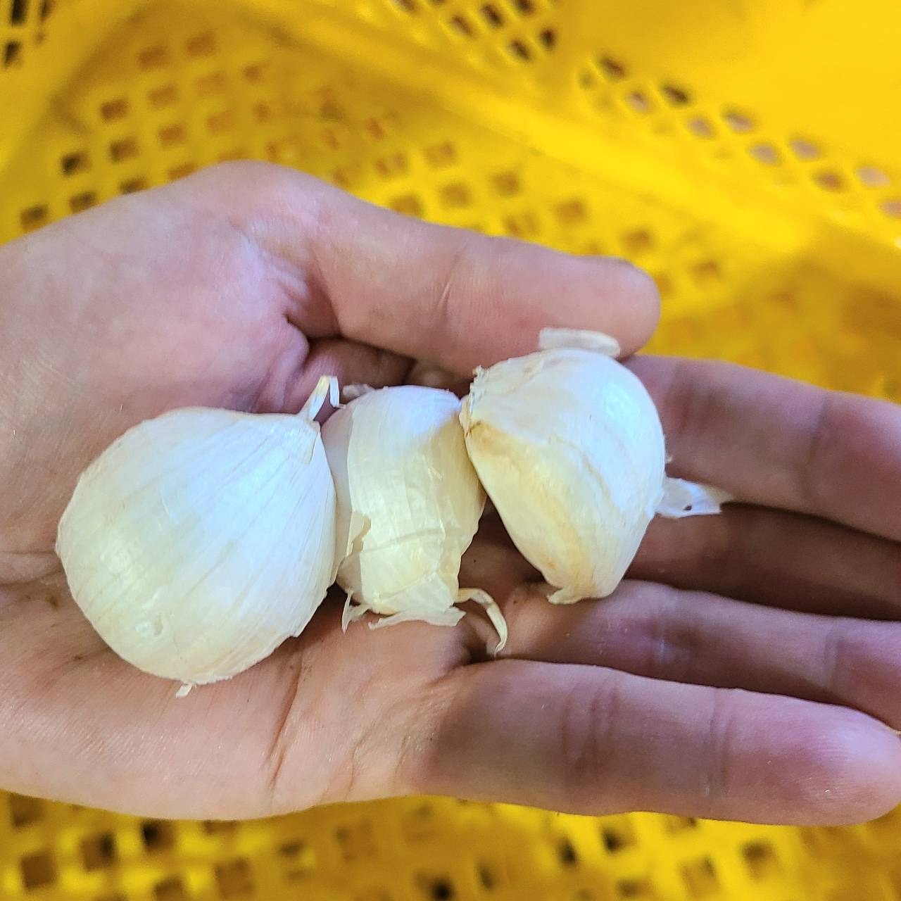 濃厚で甘い！大粒福地ホワイト六片にんにく Sサイズ 5kg（栽培期間中