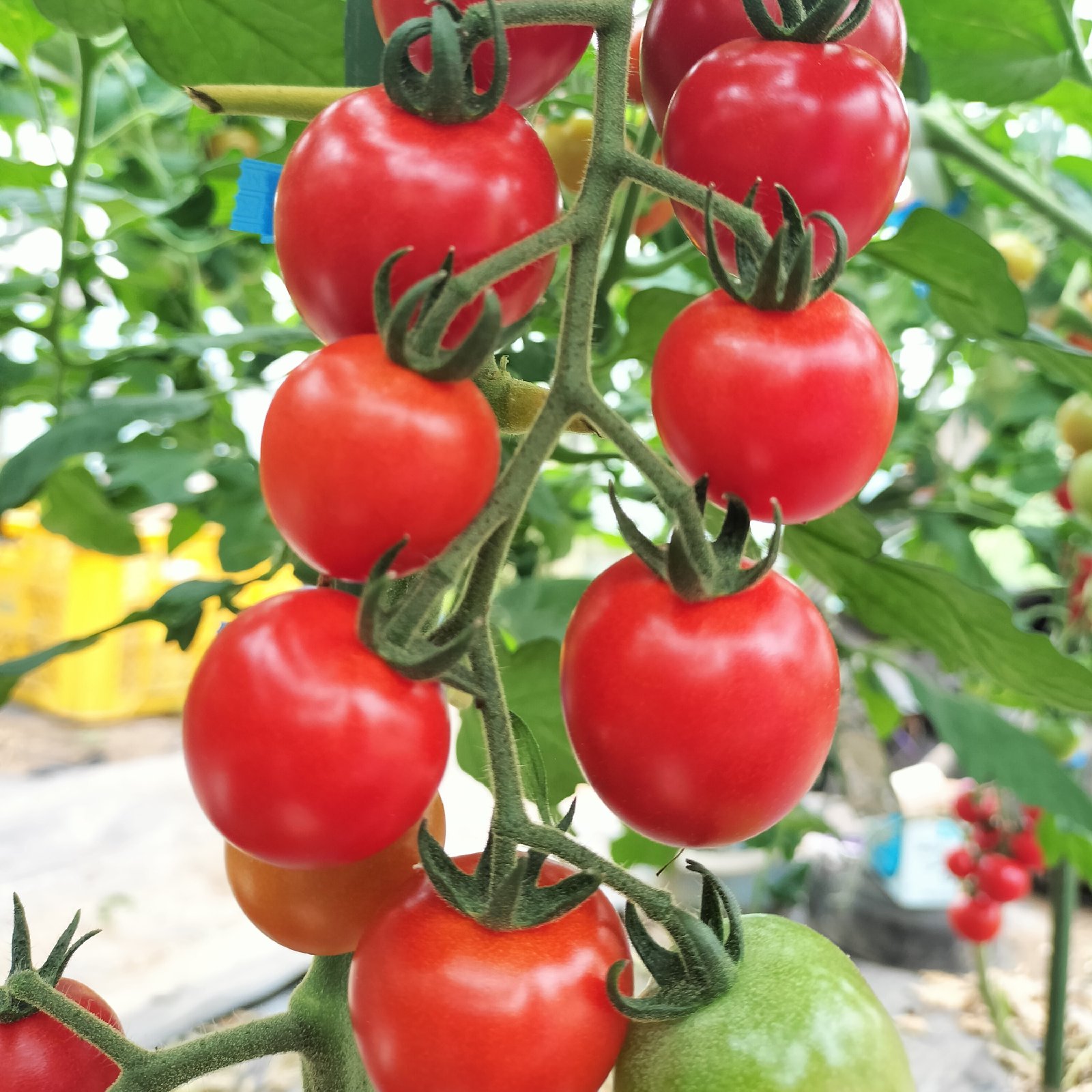 完熟ミニトマト 1.6kg パチャママ農園 2026 ｜ 野菜/トマト 産直