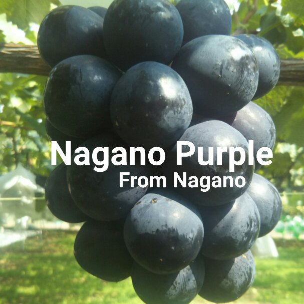 ナガノパープル 長野県産 約5kg 7房〜11房 ぶどう 