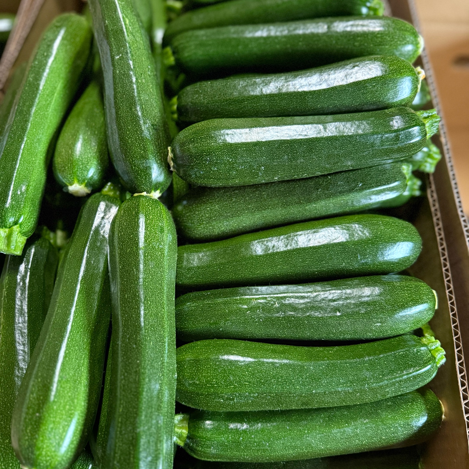 ズッキーニ 群馬県東吾妻町産【訳あり】ズッキーニ 1kg ｜ 野菜/ズッキーニ 産直