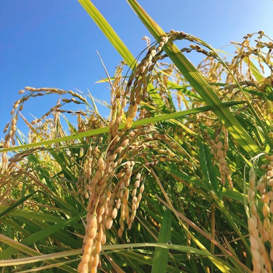 新米令和7年 淡路島産 キヌヒカリ 100% 5キロ ｜ 米・穀物/米/精米