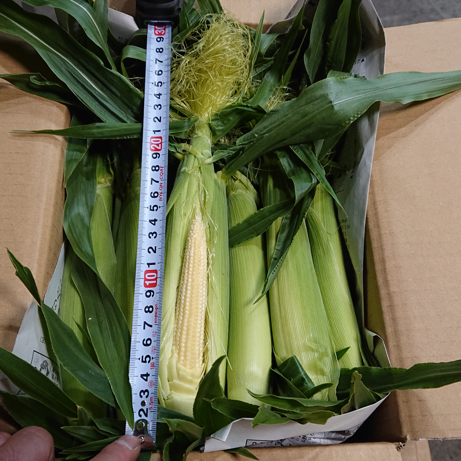 信州産 ゴールドラッシュ ヤングコーン ベビーコーン ヒゲ付き Izderm2x9q Godawaripowerispat Com