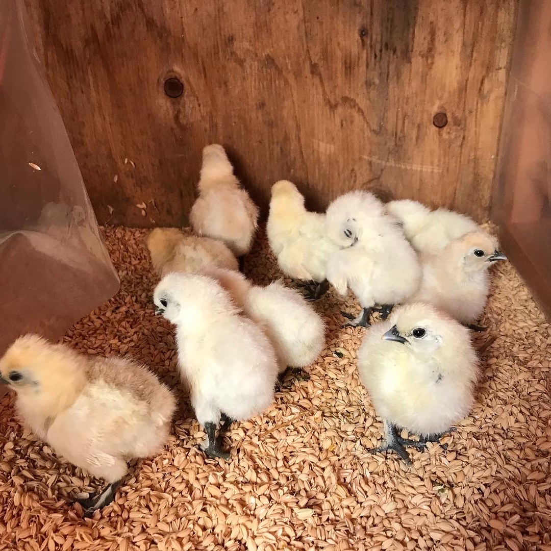 平飼い烏骨鶏卵 ｜ 卵/鶏卵 産直アウル 農家・漁師など生産者から直接