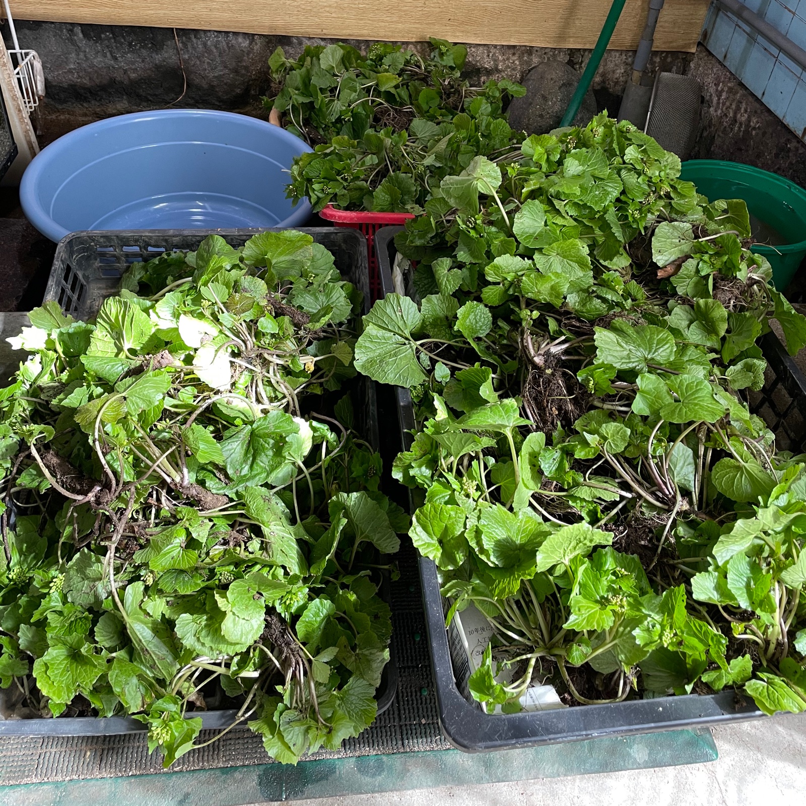 天然山わさび ｜ 野菜/山菜 産直アウル 農家・漁師など生産者から直接