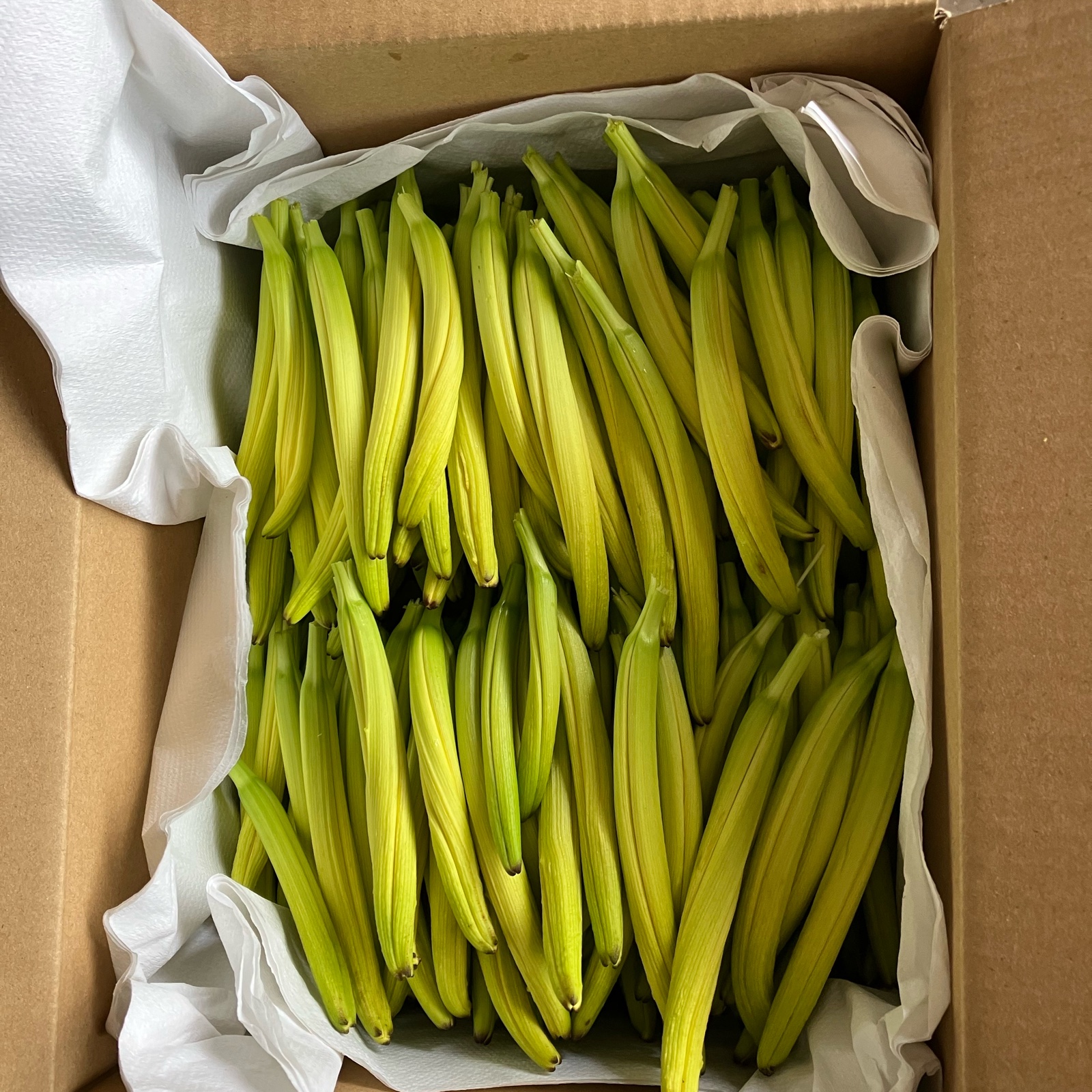 黄金金針菜（生）1kg ｜ 野菜/その他野菜 産直アウル 農家・漁師など