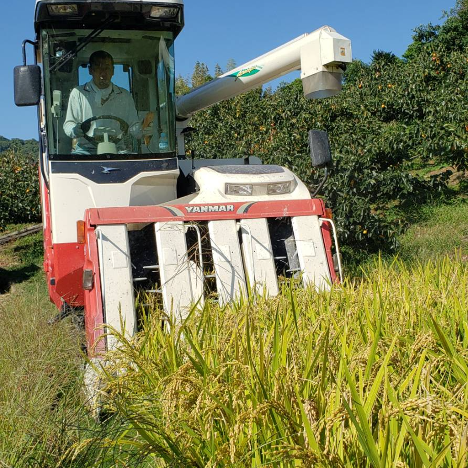 上白米※きぬむすめ 20kg 10kg×2 前田農園 和歌山県 紀の川市