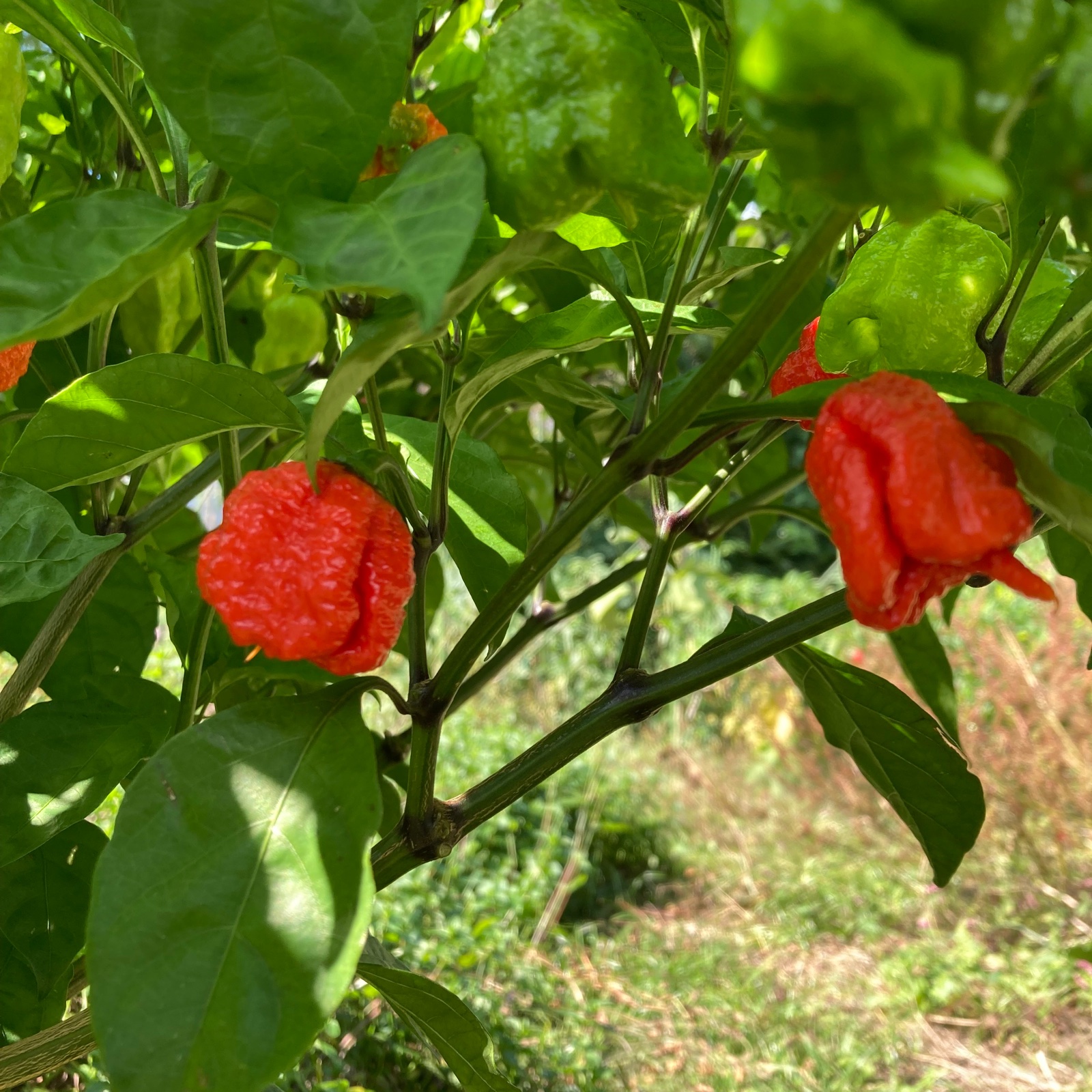 まるに本舗の激辛唐辛子セット | 野菜/その他野菜 産直アウル 農家から
