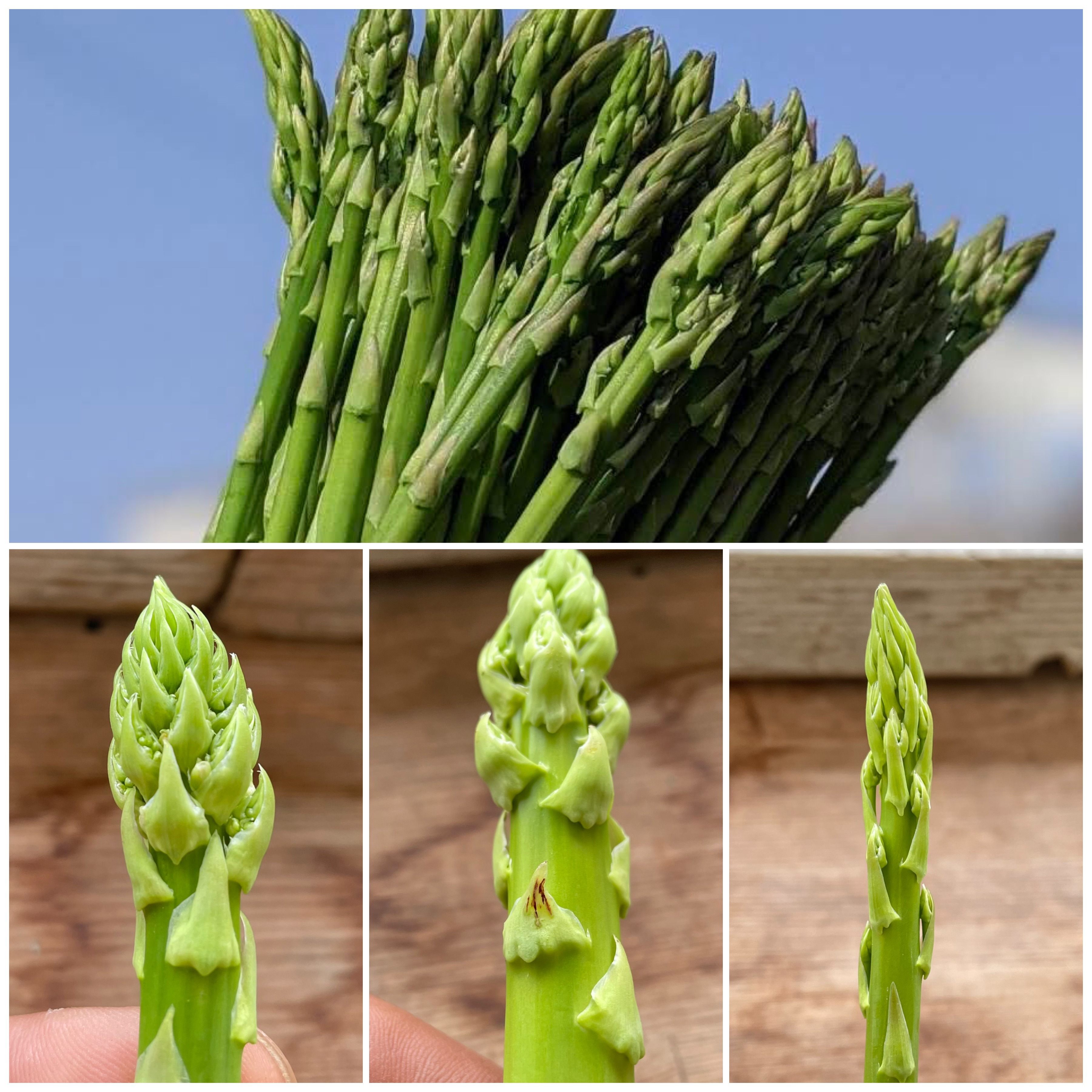 中園農園の【訳あり】アスパラガス1.0kg ｜ 野菜/アスパラガス 産直