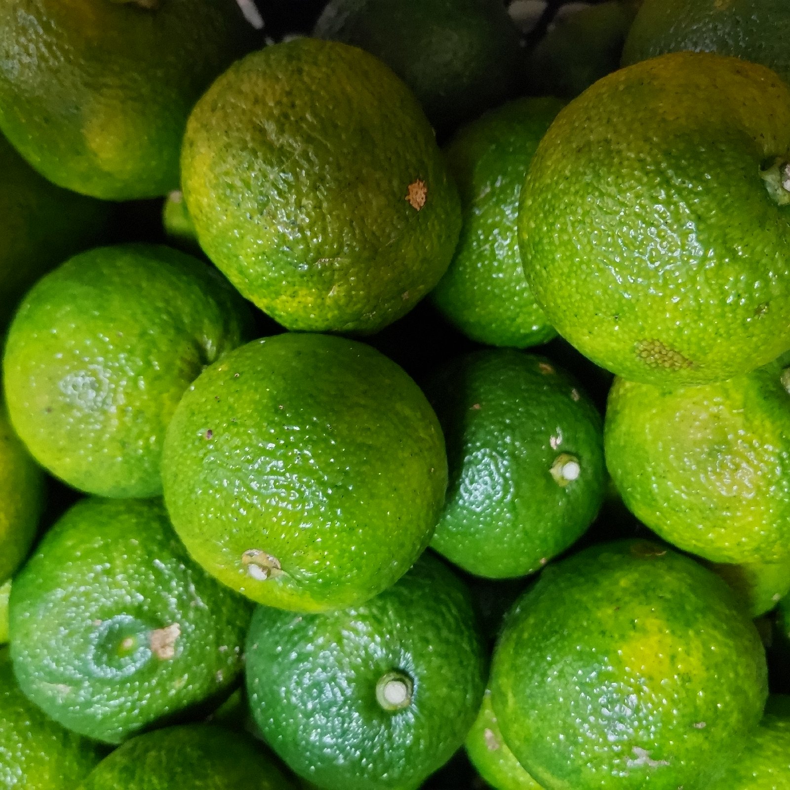 青柚子 ゆず 8kg | 果物/香酸柑橘(ライム・レモン等) 産直アウル 農家