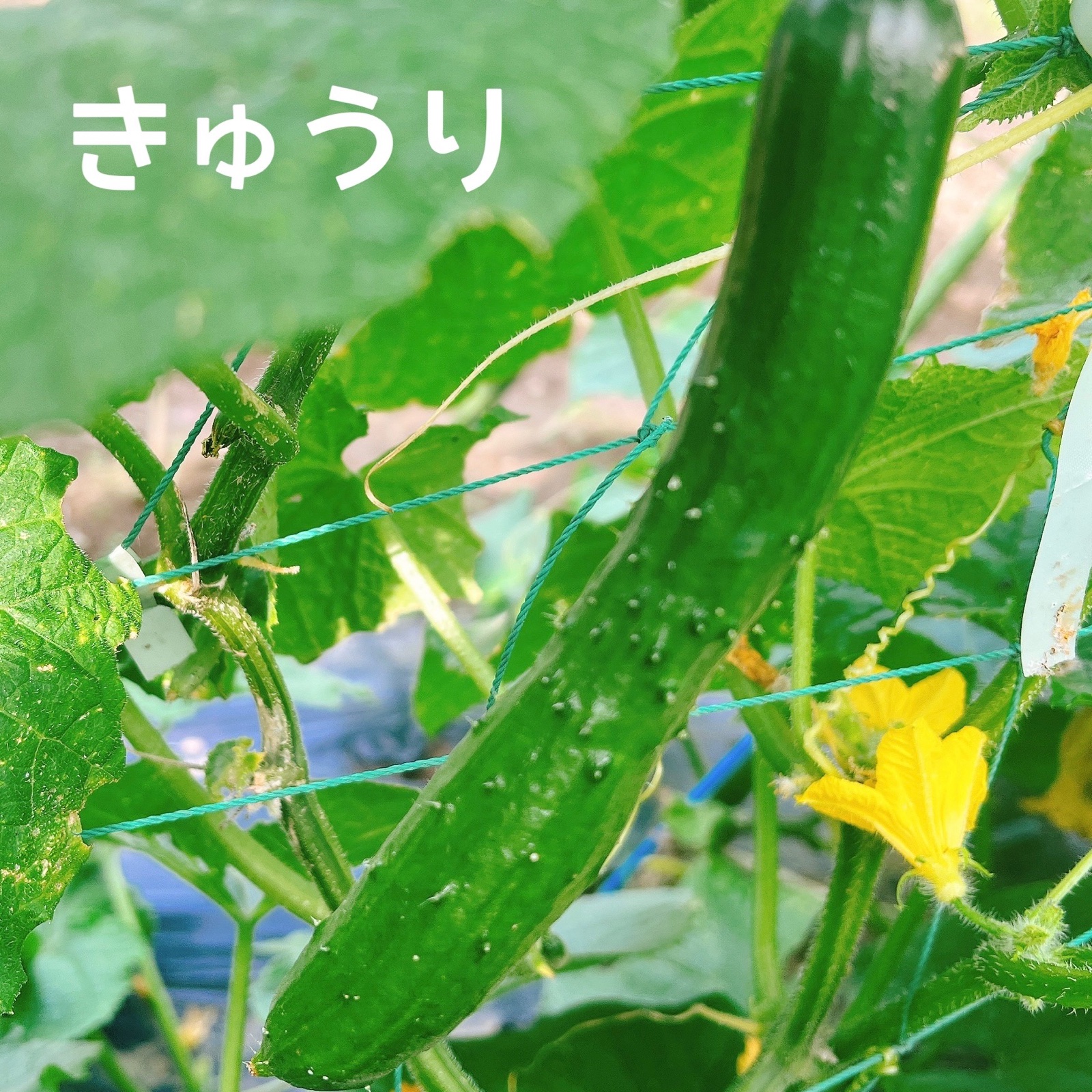 原画　夏野菜3枚セット c84d6ac5cca5c9296d4566ede8186b