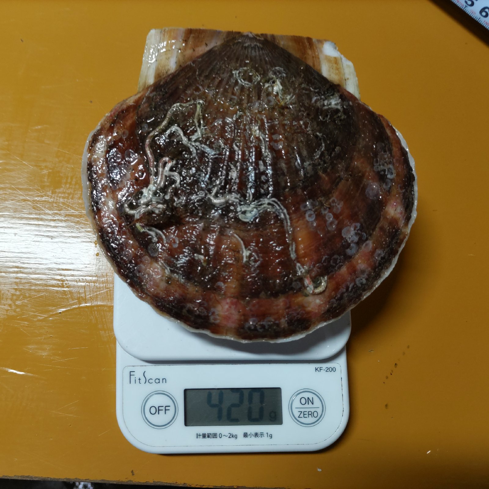 九州地方の方限定！漁師直送！野付産超特大活ホタテ ｜ 魚介類/ホタテ