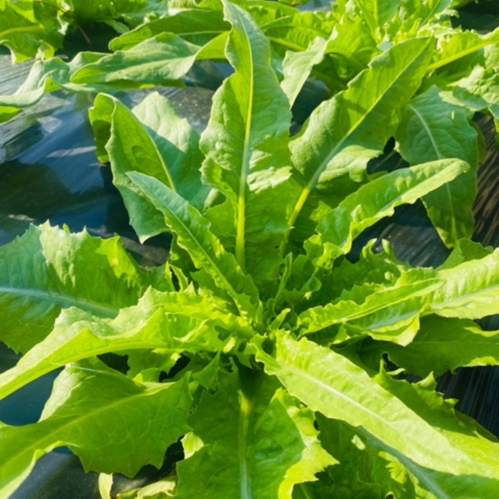 ユーマイサイ（油麦菜） 1kg（3個以上） 朝採り！ 京都府産 ｜ 野菜