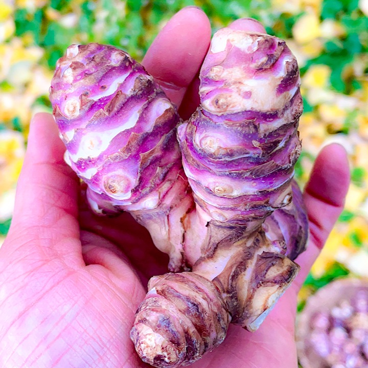 【無農薬】菊芋20kg 宮城県産｜注文後収穫｜天然イヌリン