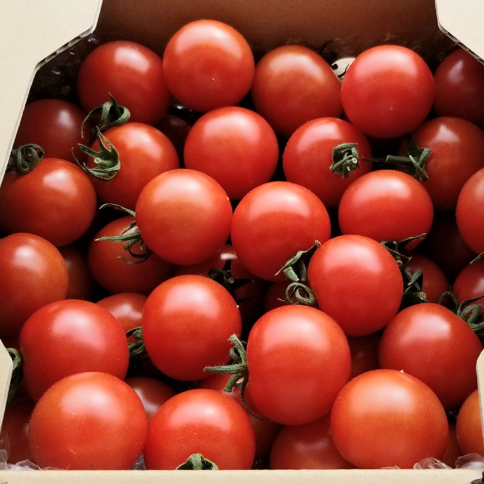 あま旨とまと【暁】3kg | 野菜/トマト 産直アウル 農家から直接野菜