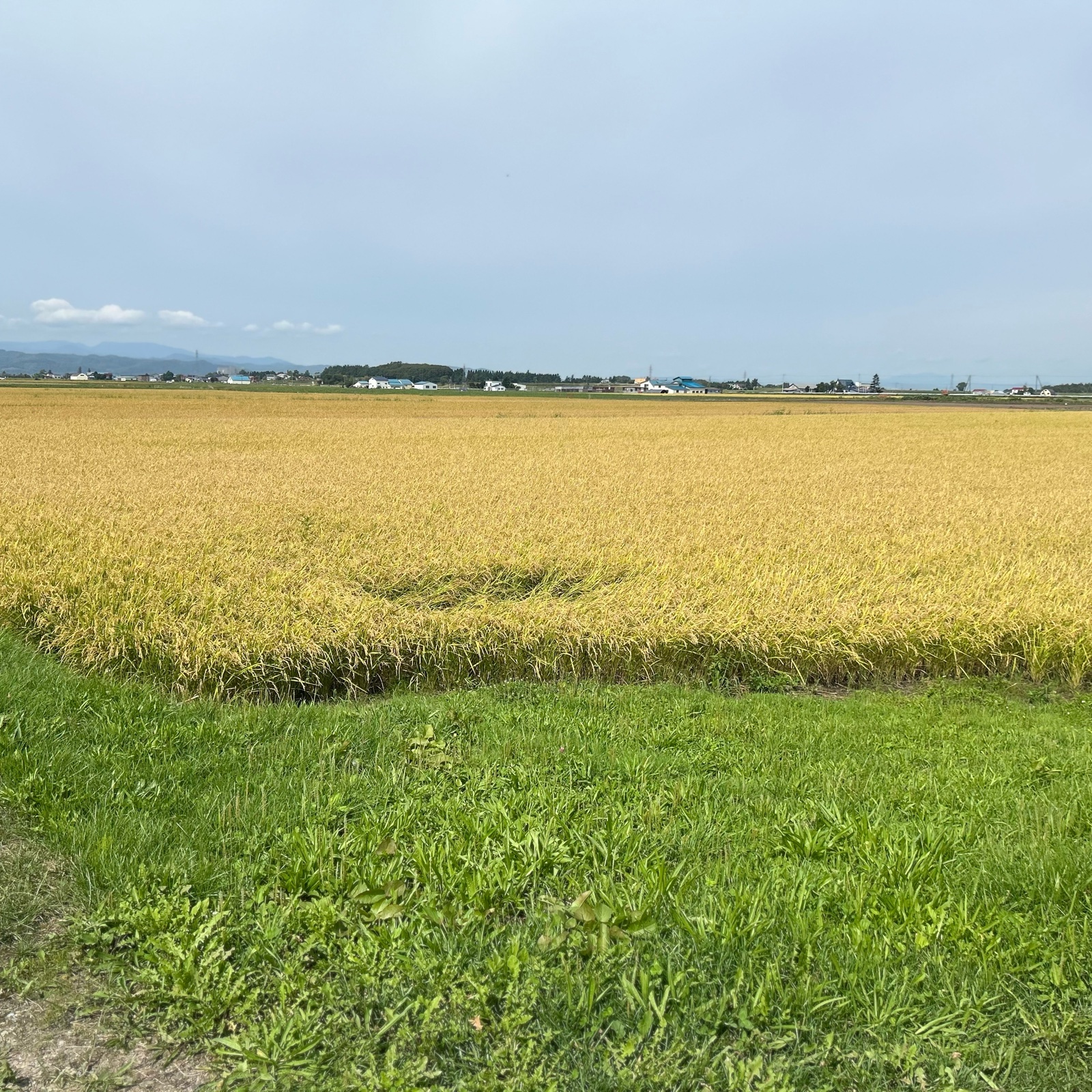令和7年北海道産 農家直送ゆめぴりか ｜ 米・穀物/米/精米 産直アウル
