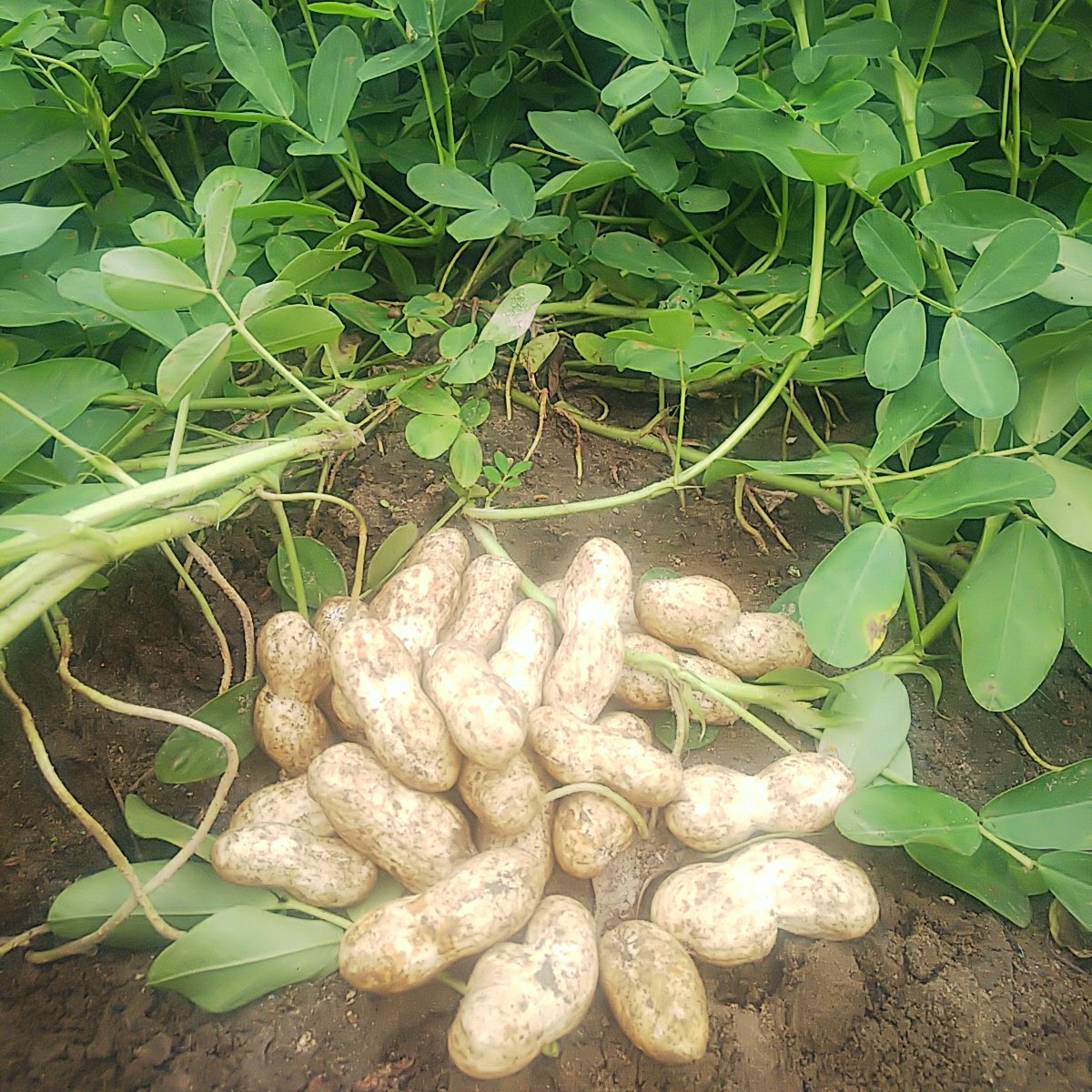 大きな生落花生 おおまさり | 野菜/豆類 産直アウル 農家から直接野菜