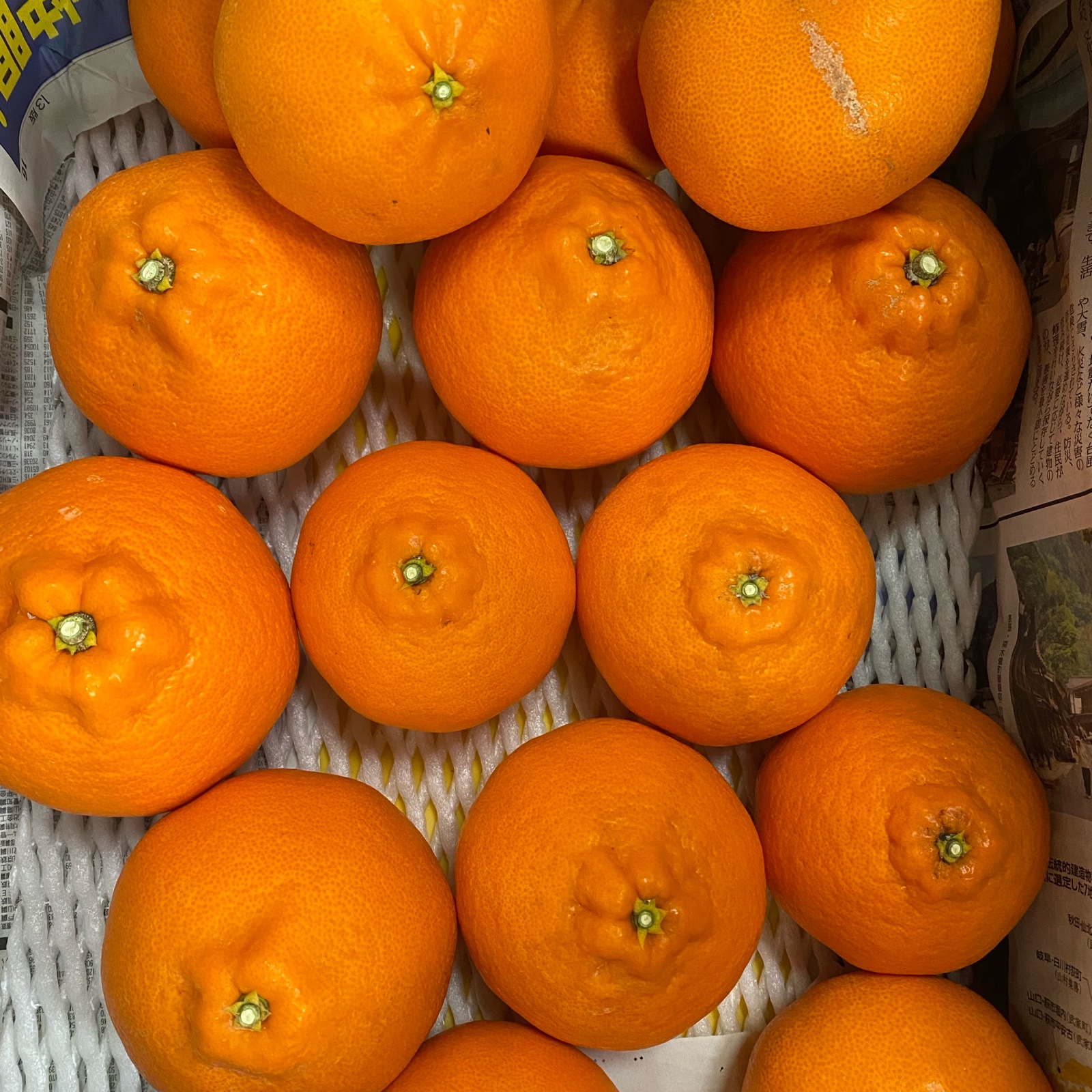 こだわりハウスせとか家庭用5kg ｜ 果物/オレンジ・その他みかん 産直