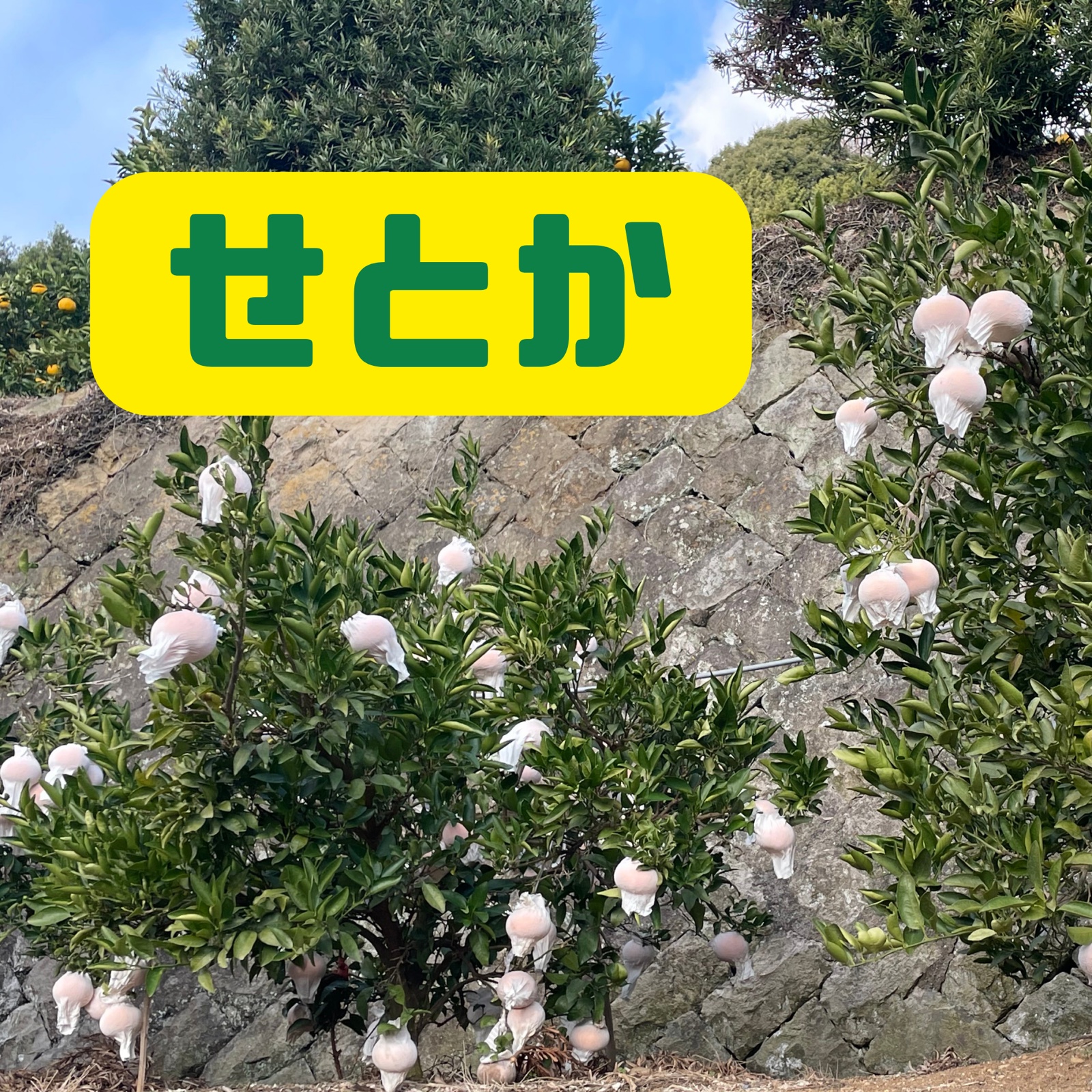 55⭐︎せとかS玉12キロ　関東地方 柑橘の女王「せとか」※数量限定10の予約販売のみです。 ｜ 果物