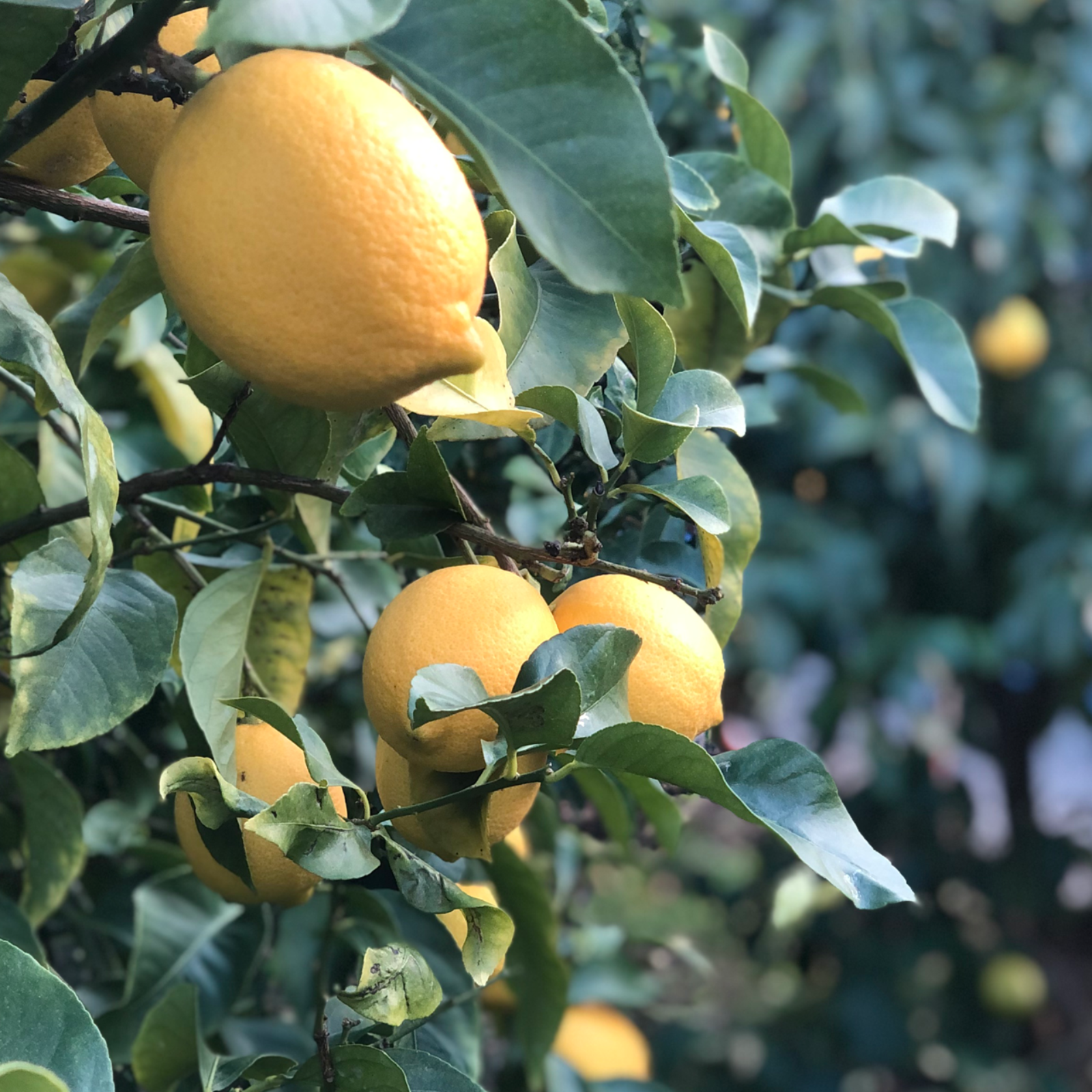 自然栽培 レモン(4kg)☆和歌山県産☆無肥料・無農薬の究極の自然農法の