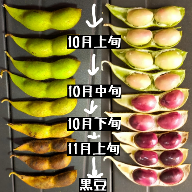 PB　綾波種子セット